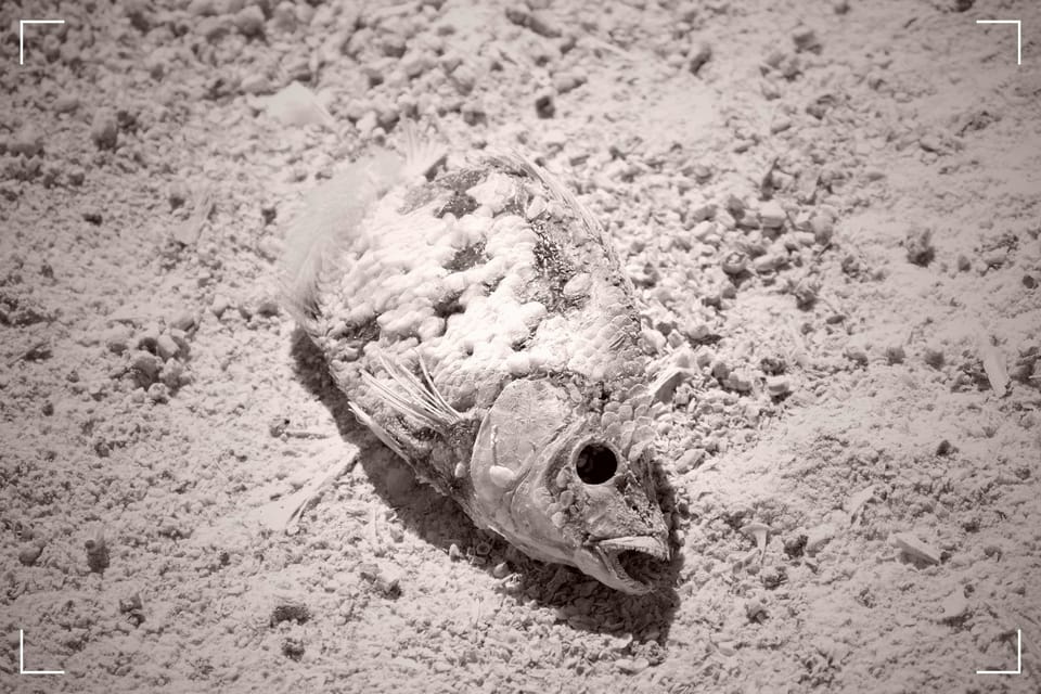 Berlin is circling the drain